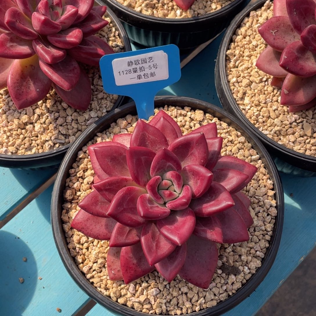 1128-5-大单头母本赫菲斯托老桩一颗