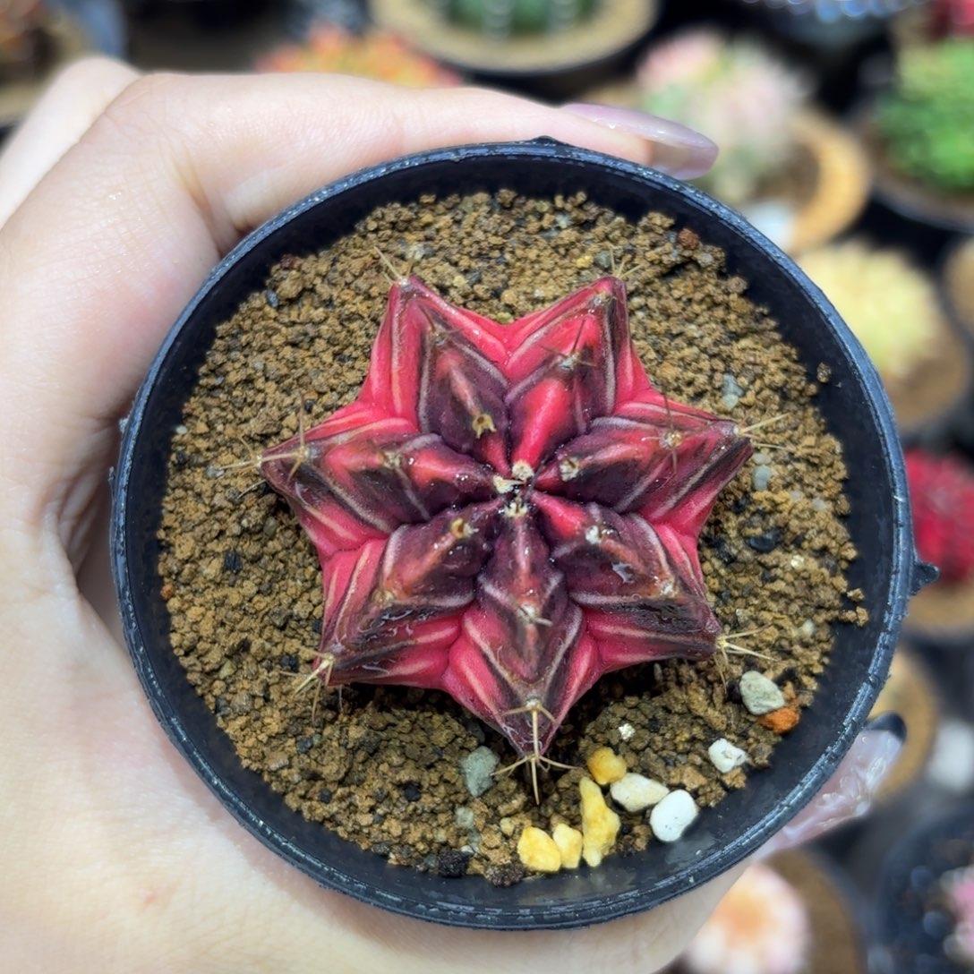 4.4cm泰系实生 七棱红臀