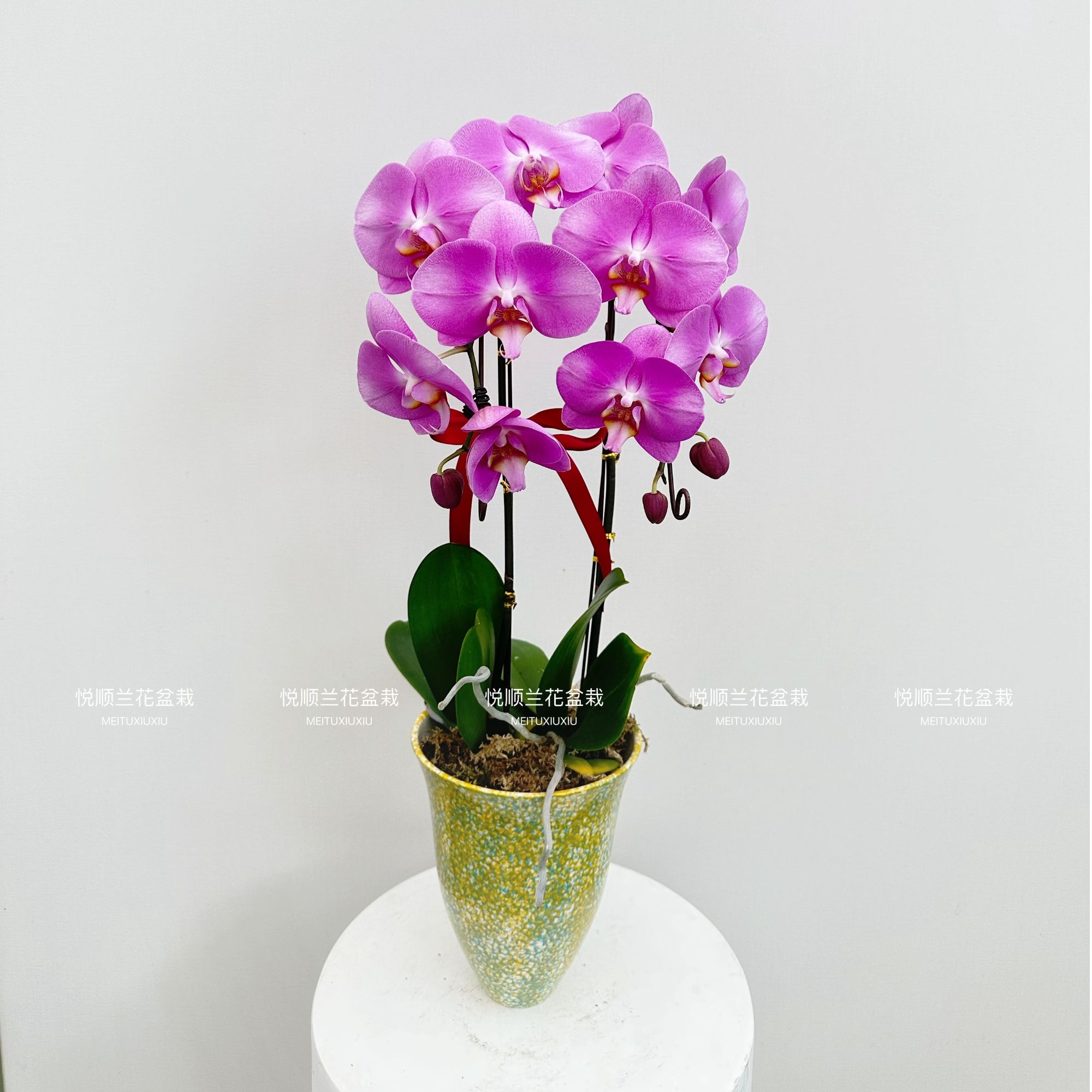 蝴蝶兰 闪亮 叶片自然开裂 花期长