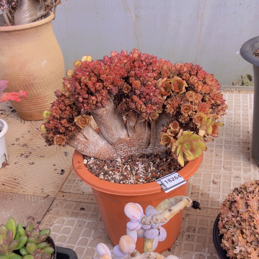 法师缀多肉植物18264