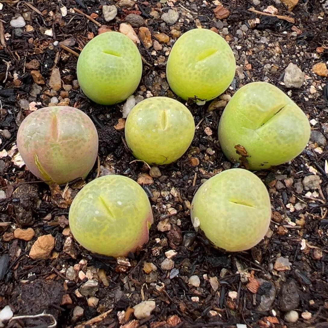 2.17好看的多肉014