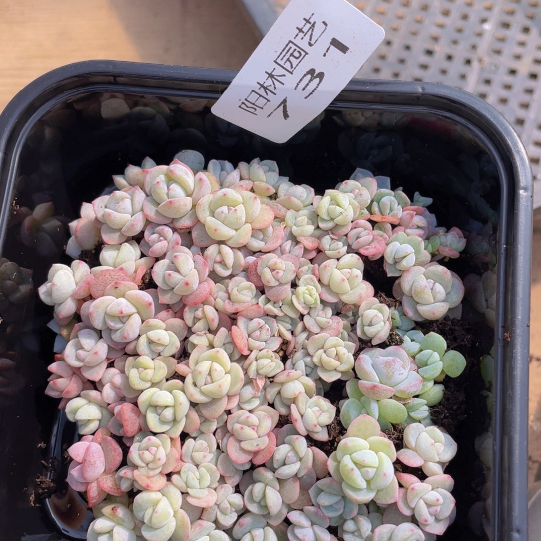 多肉植物多肉植物731