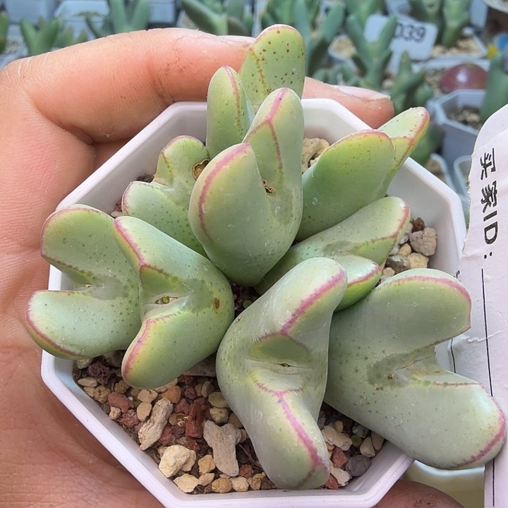 145。满38包邮肉锥