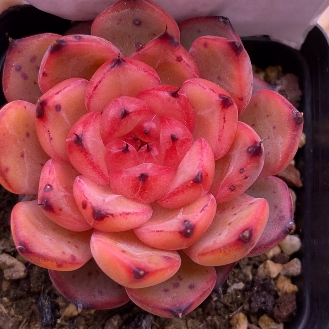 【闪购商品】07-22