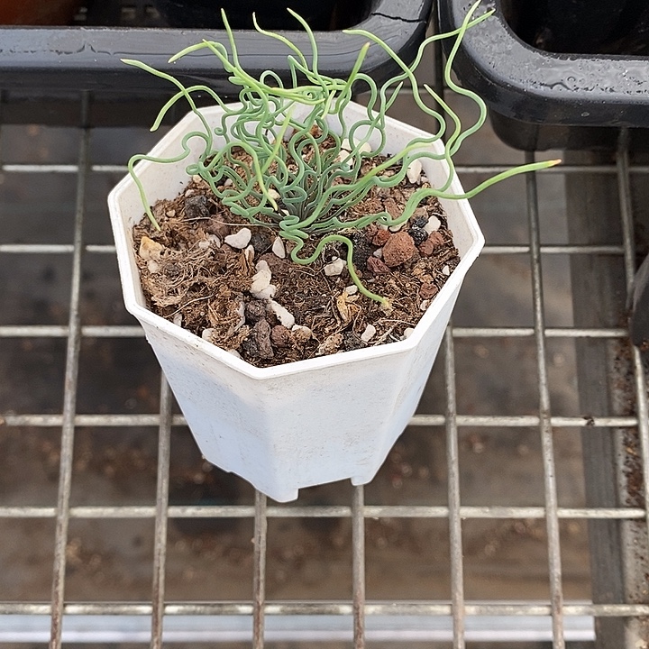 山***深开播仙人球一物一拍