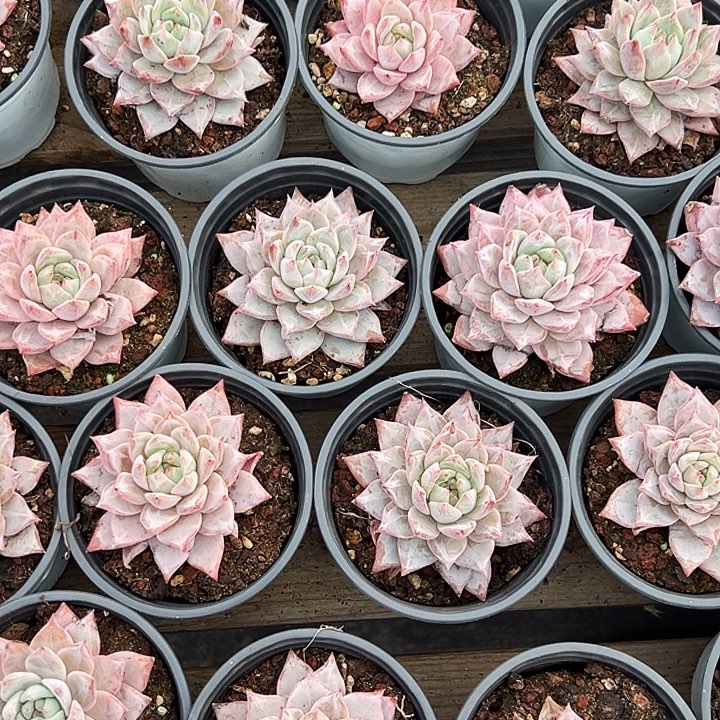 粉蓝鸟         福利多多