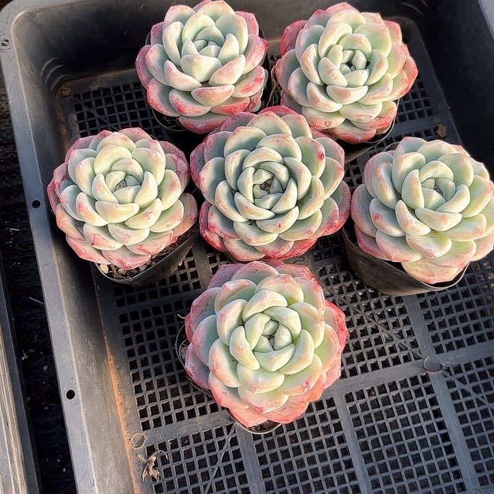 多肉植物，奶油冰玉