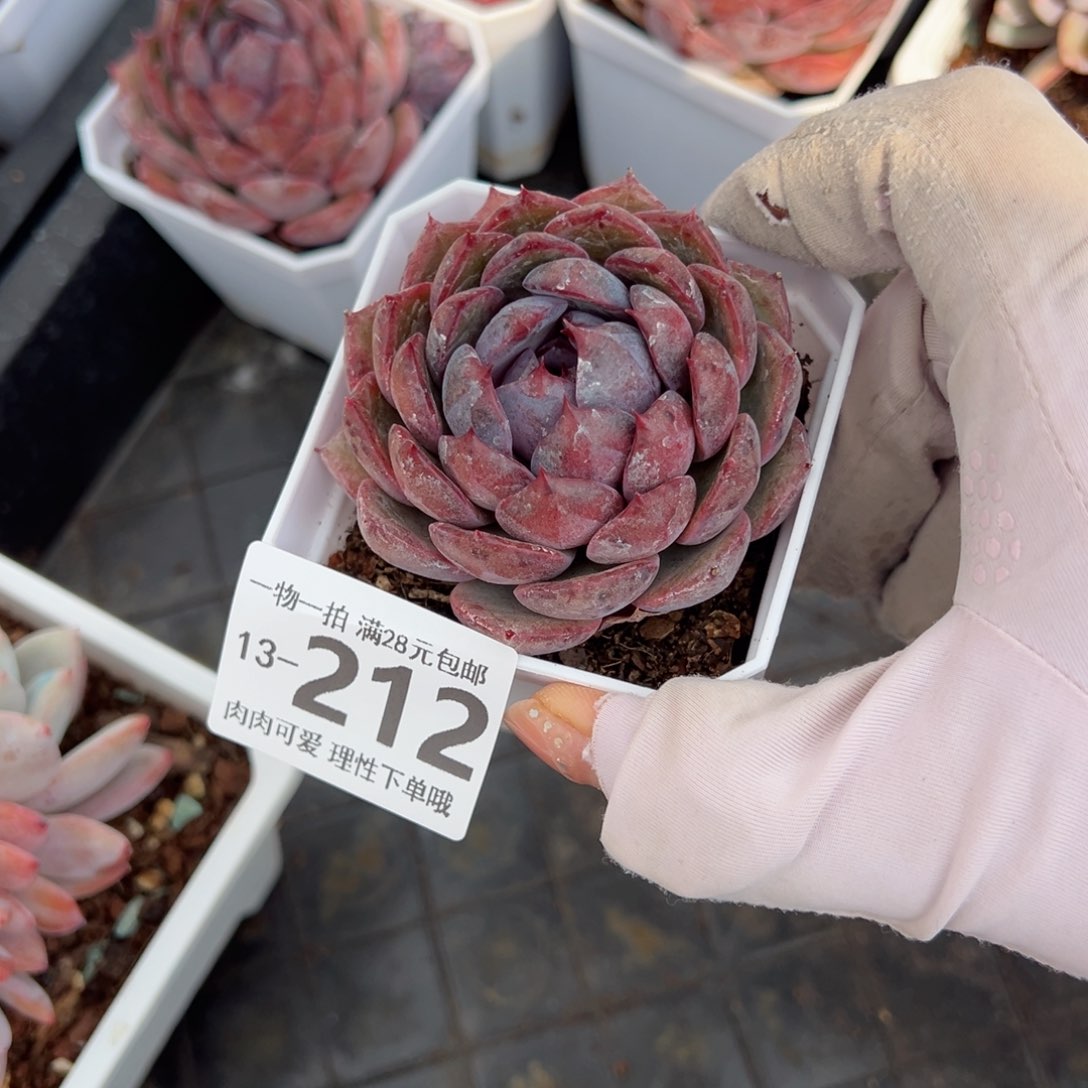 蓝莓多肉多肉多肉多肉