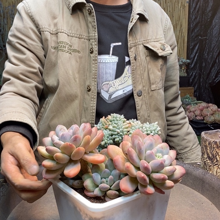 大***港284号香水多肉植物