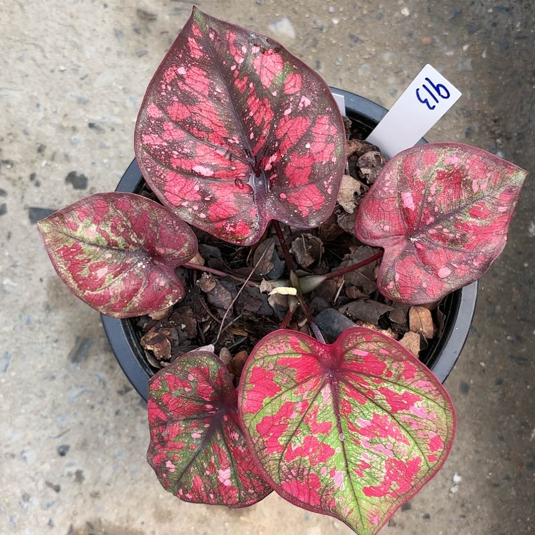 913-0113彩叶芋泰国发货