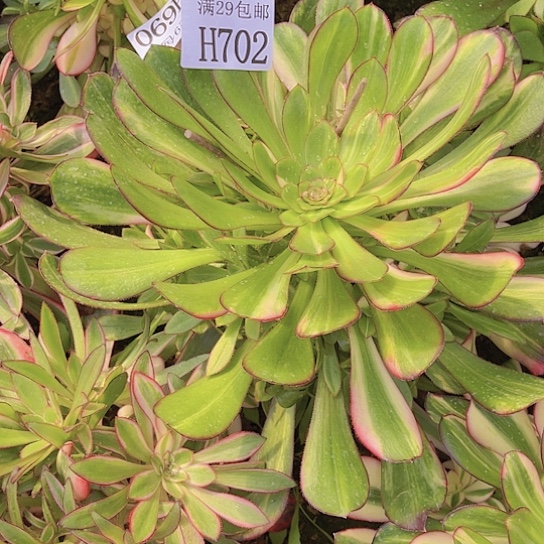 国***?702花蝴蝶多肉植物