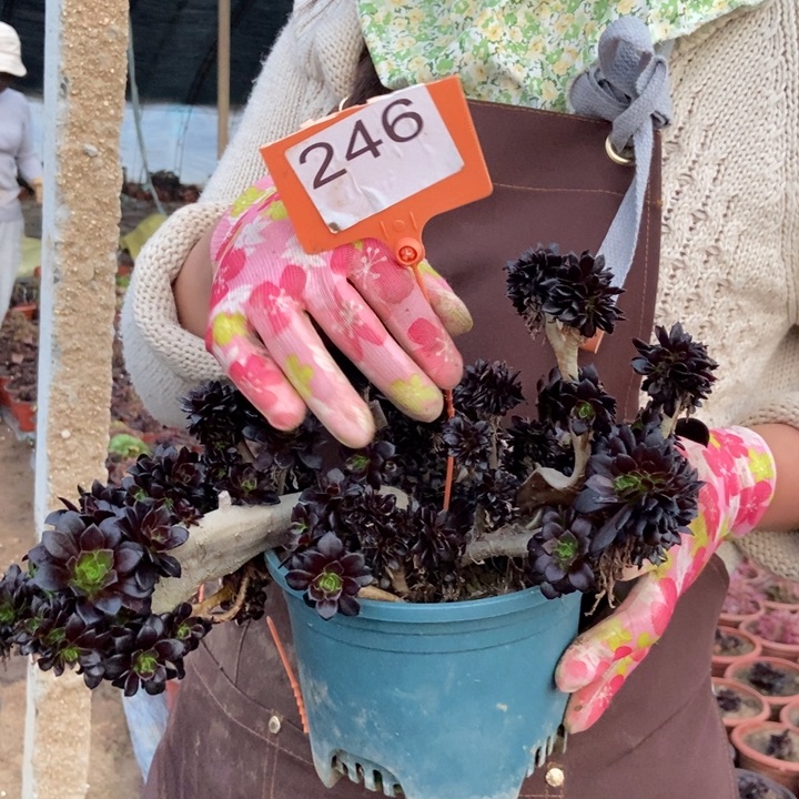 246黑法师缀化朵朵老桩