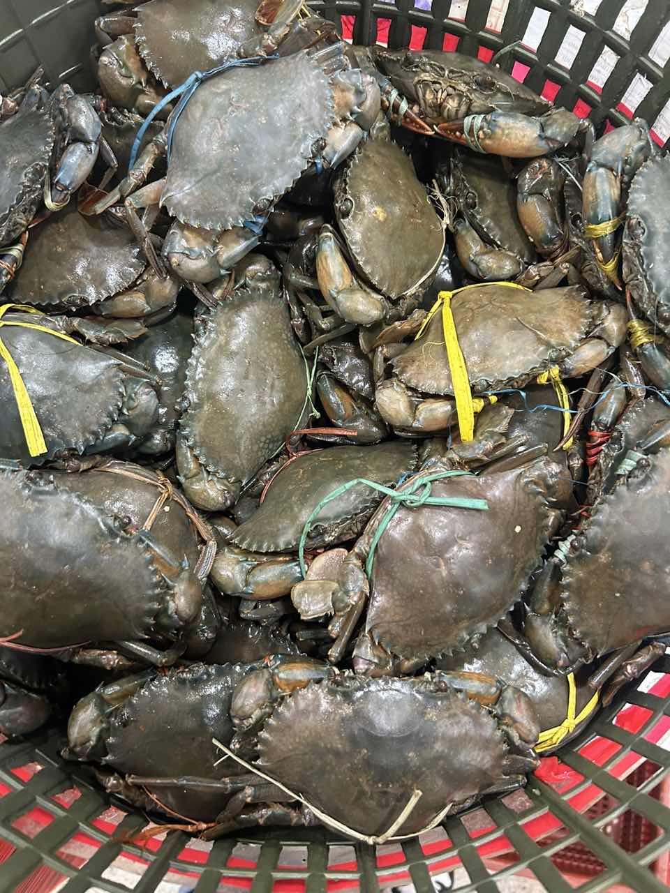 青蟹  厦门海鲜配送 顺丰 现称