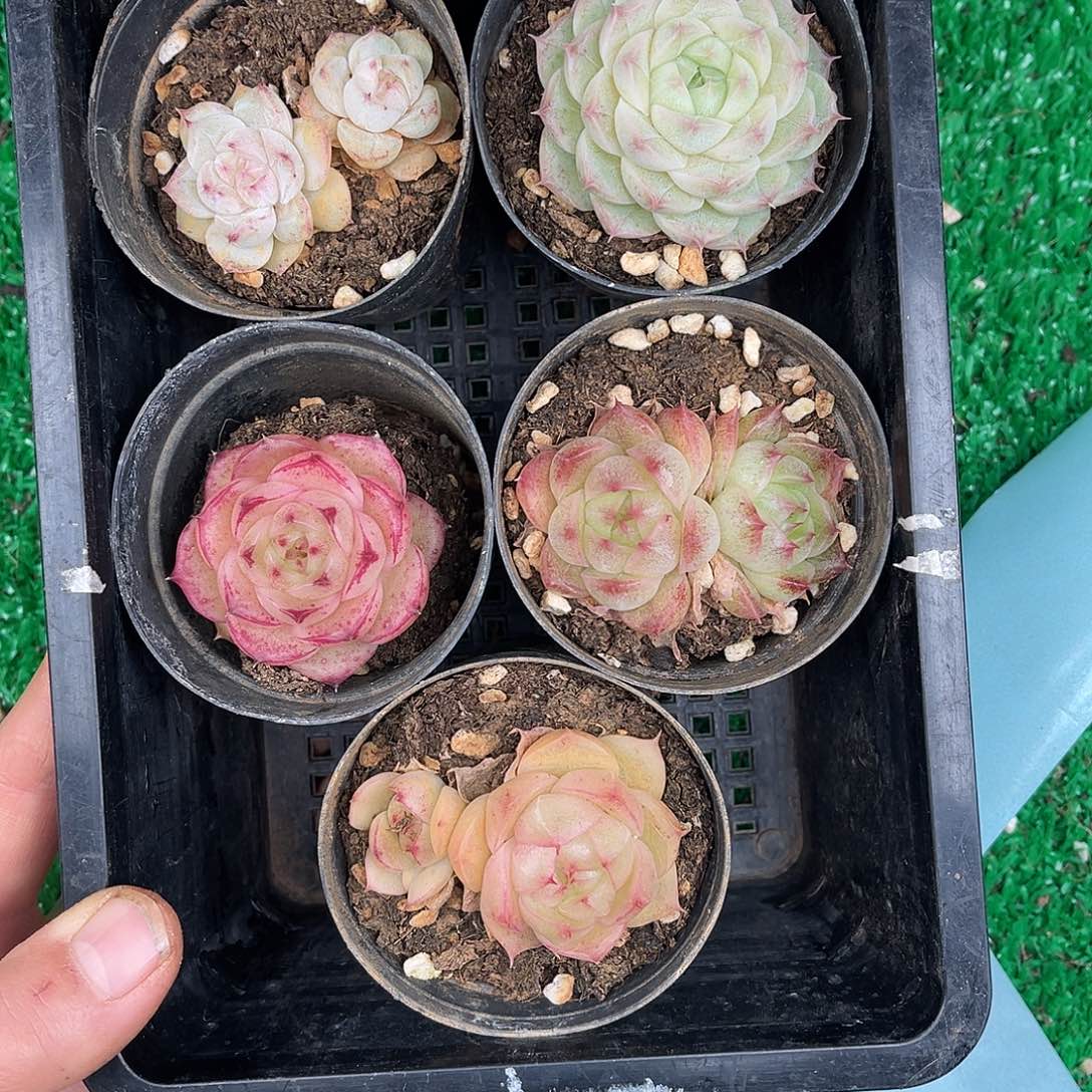 多肉一物一拍29-117