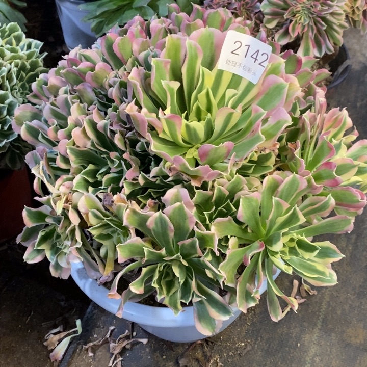 白凤多肉断头不包2142