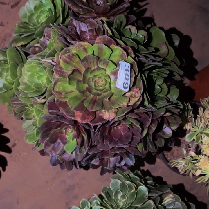 309花月夜多肉植物不售后