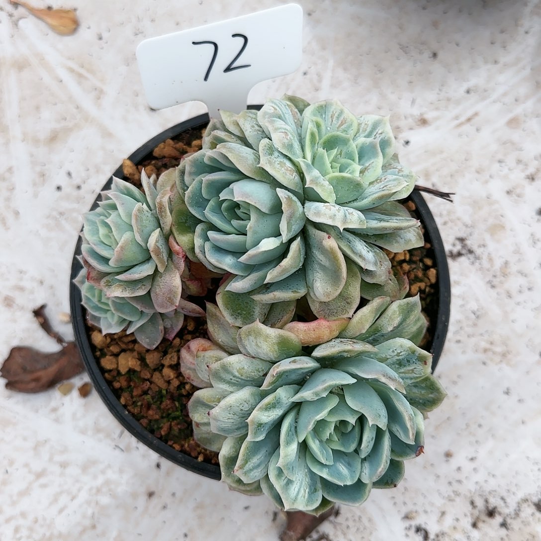 72号      175     肉