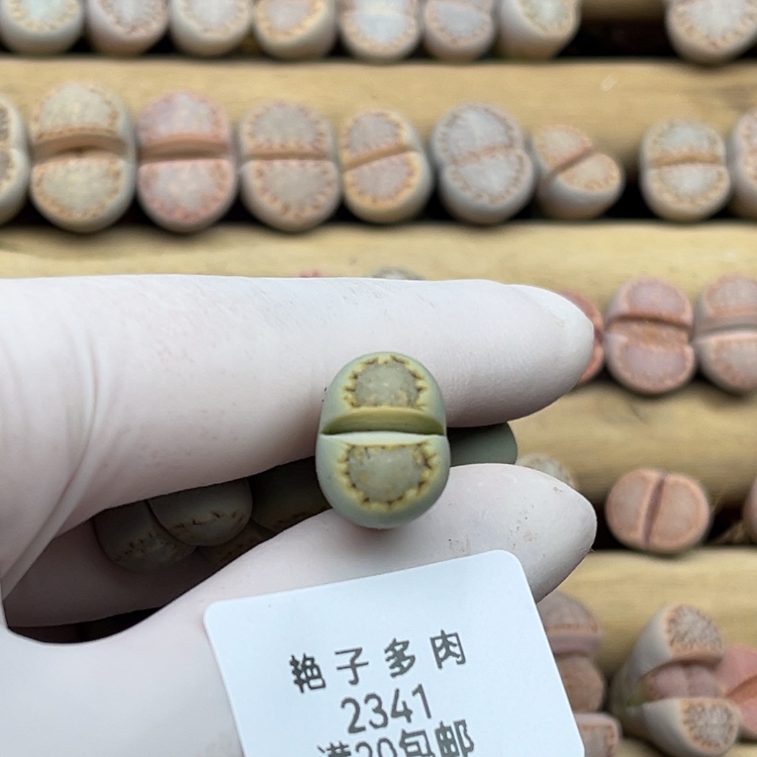 l***n2341号一颗黄绿饼干