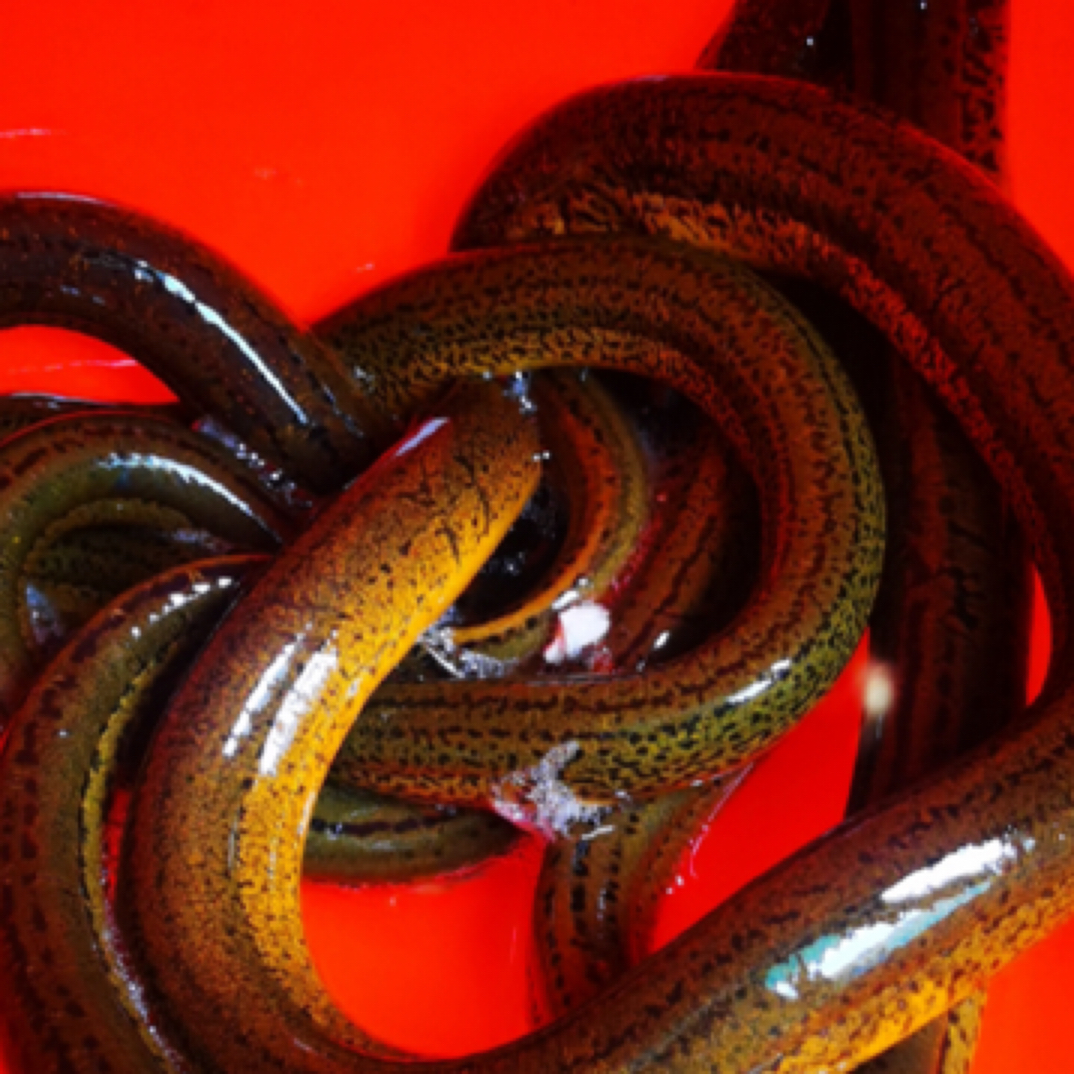 野生黄鳝 每斤3--6条 包邮 包活到家 死了包赔        