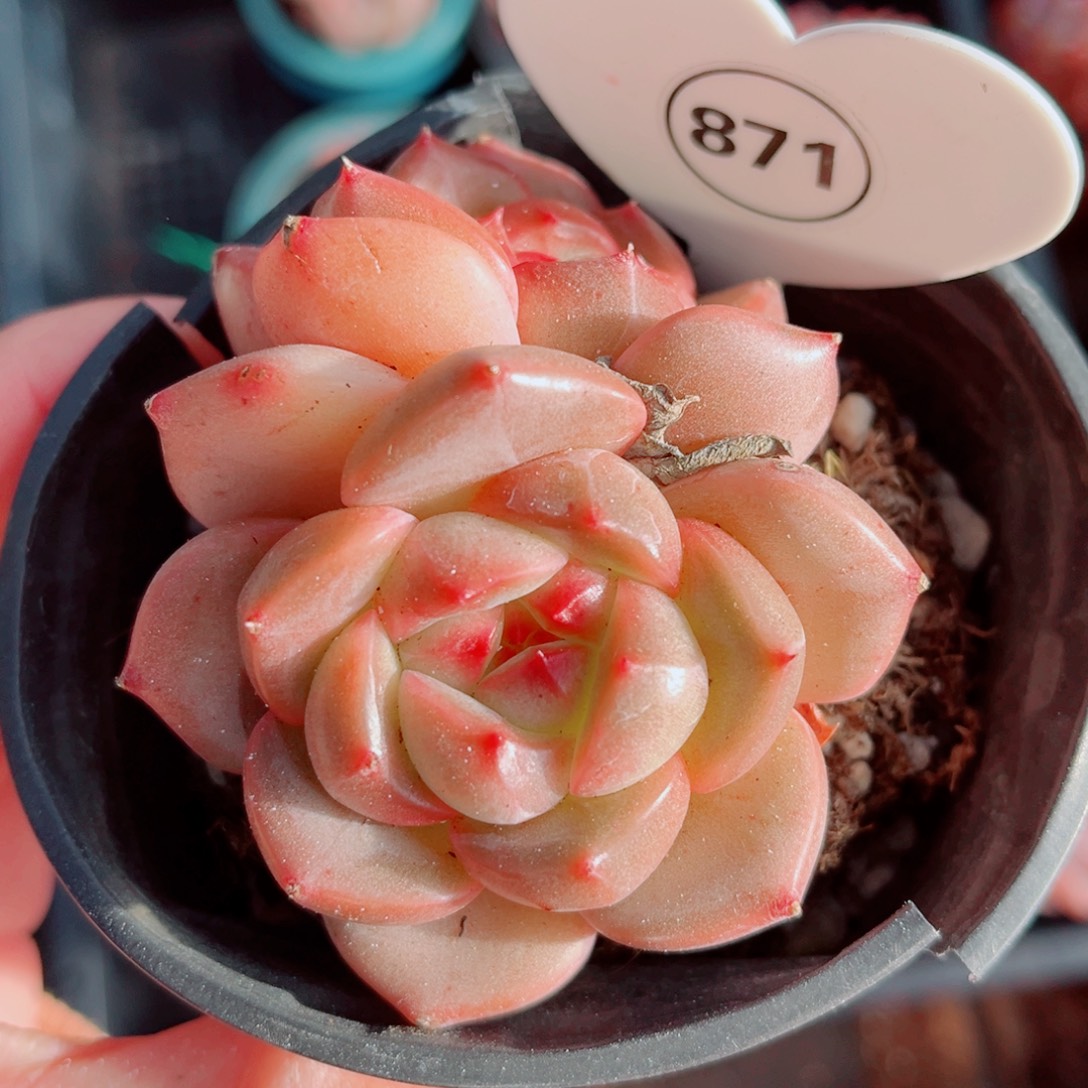 871号小老桩珍妮双头