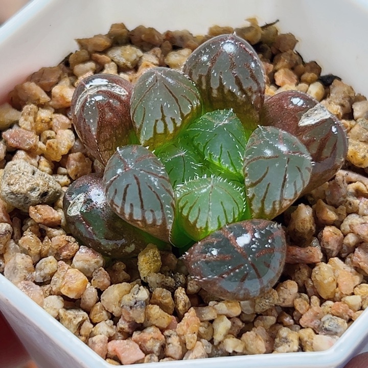 十二卷多肉实生毛玉露