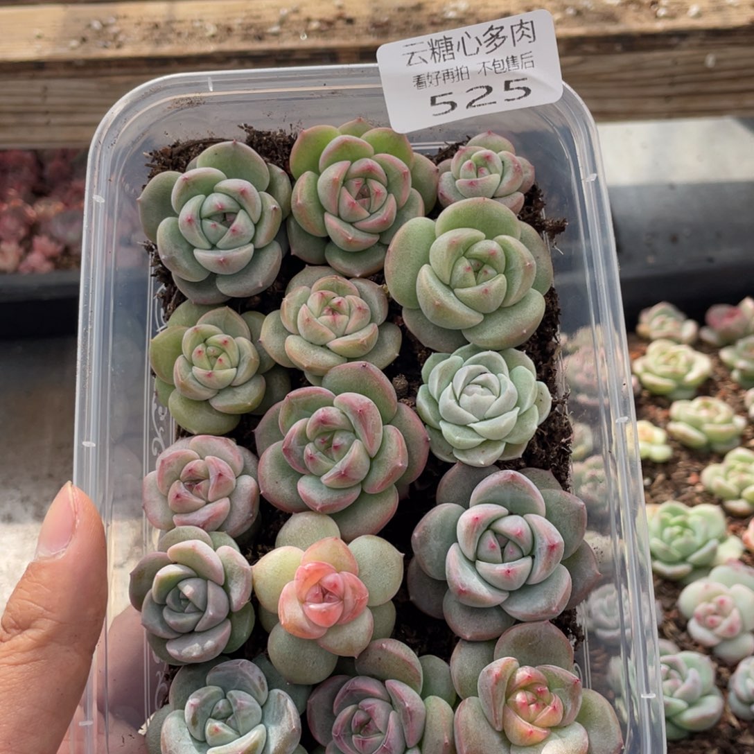 云糖心多肉植物525