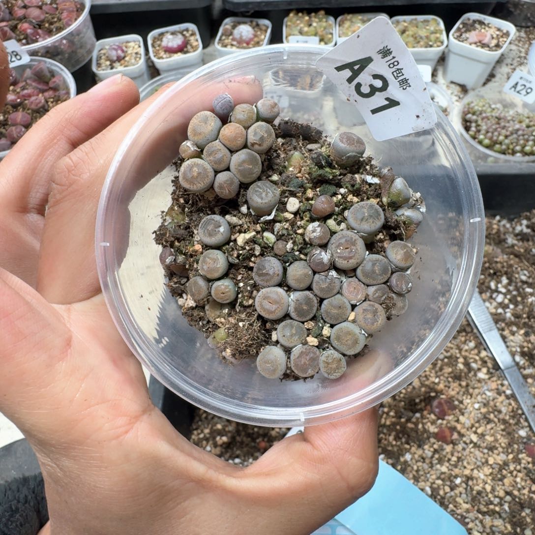 A31。153。好东西多肉植物