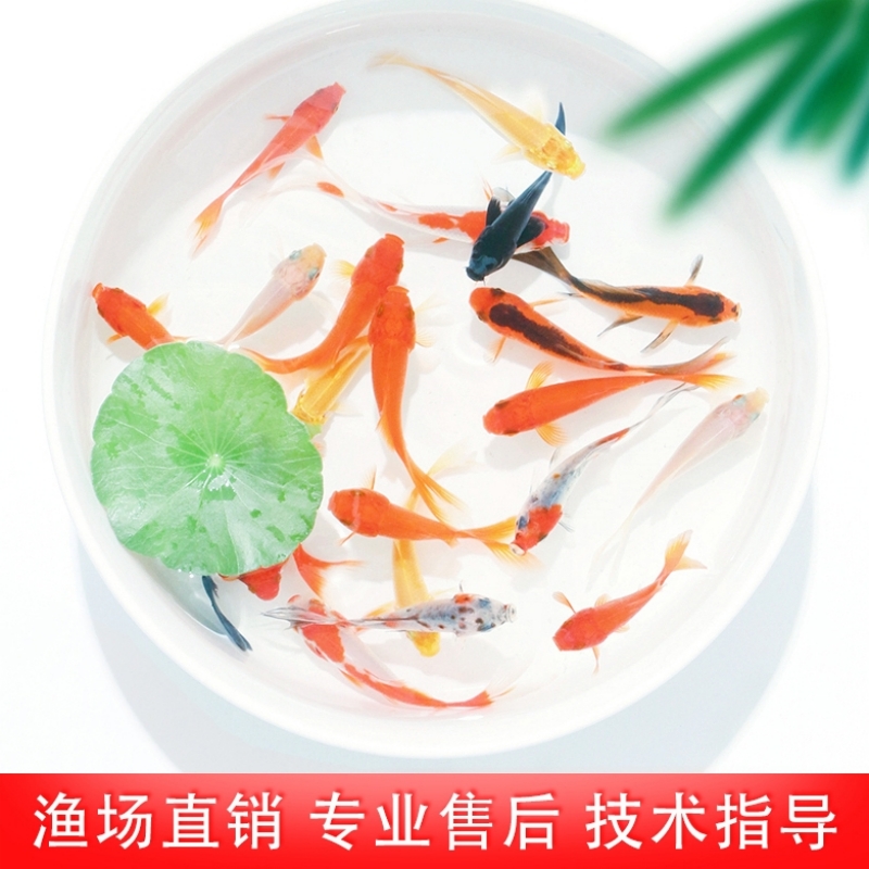 精品 观赏鱼 淡水冷水 红草金鱼 08-10cm11条