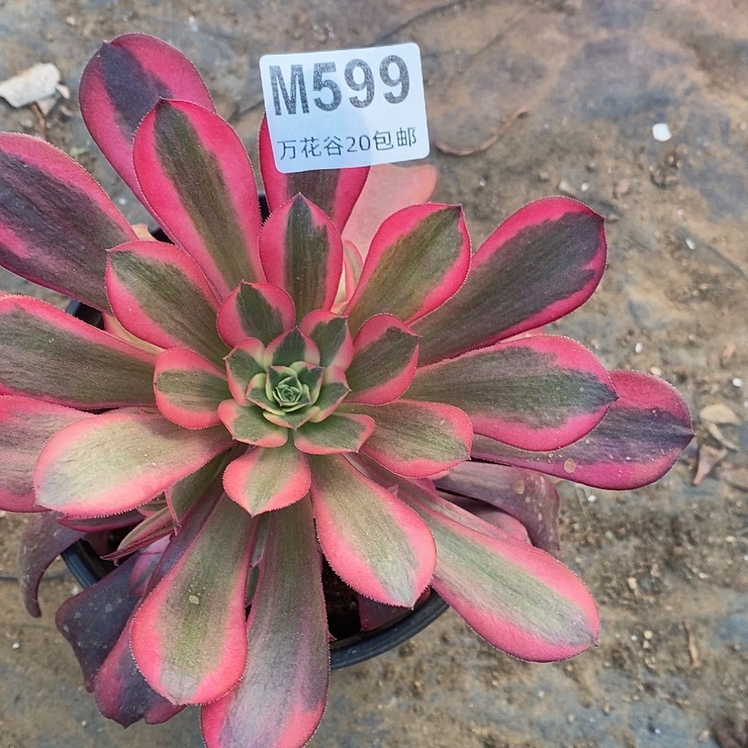 599美杜莎多肉植物