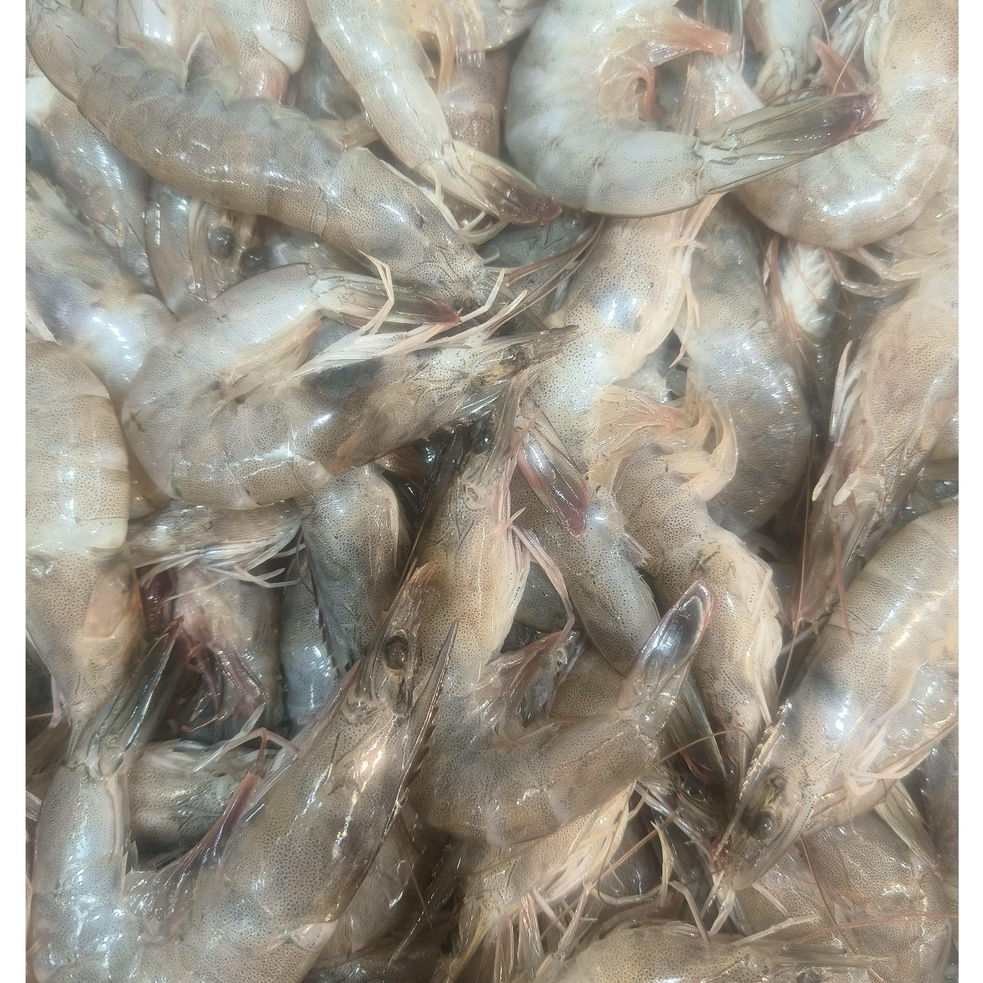 冰鲜基围虾福利价20元一斤