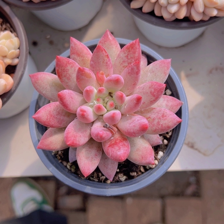 健健康康平平安安