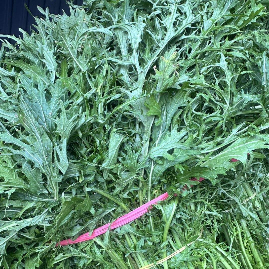 农家自种新鲜雪里红现挖现发雪菜腊菜可腌制当季时令青菜食用