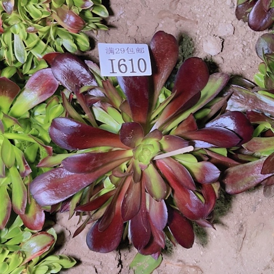 610噢若拉多肉植物