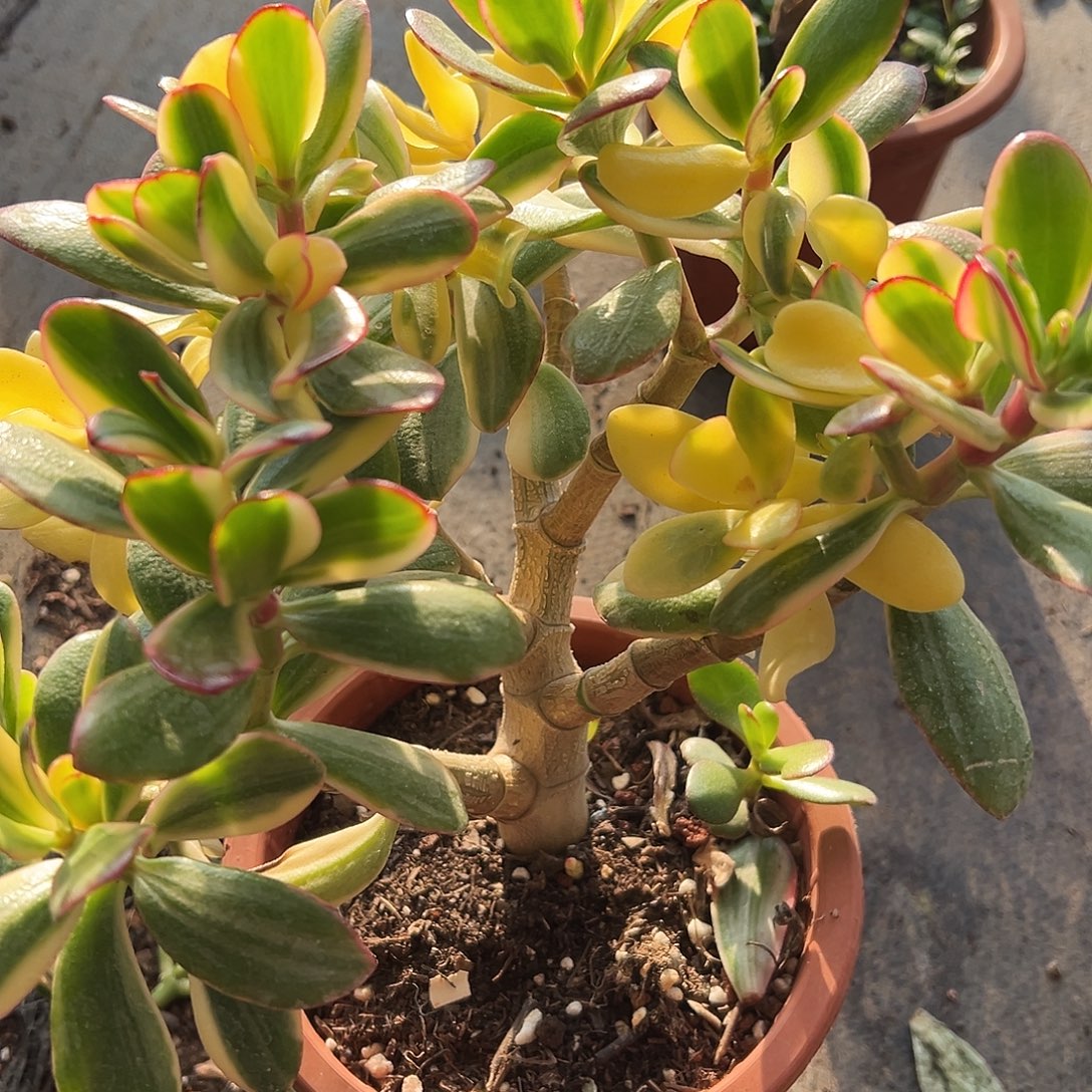 今***眠稀有三色花月白锦带土球发货0218