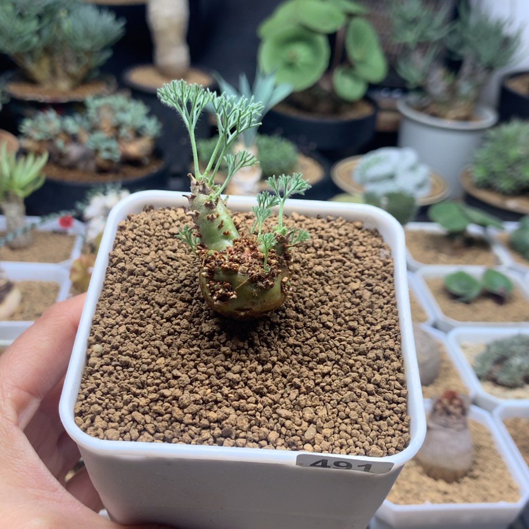 白皮月界母本带盆491