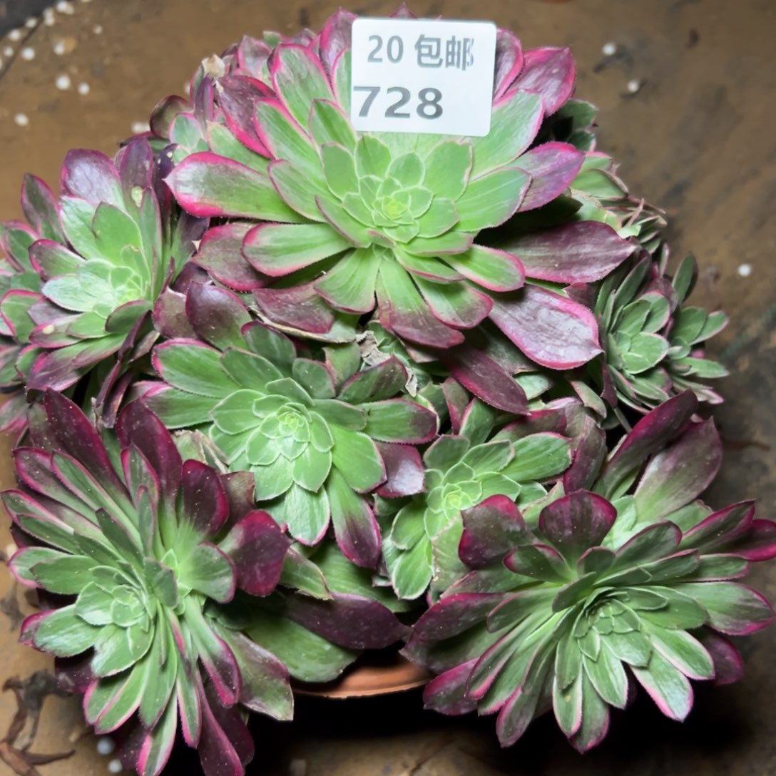 728水晶莲花，满20包邮嘟叮熊