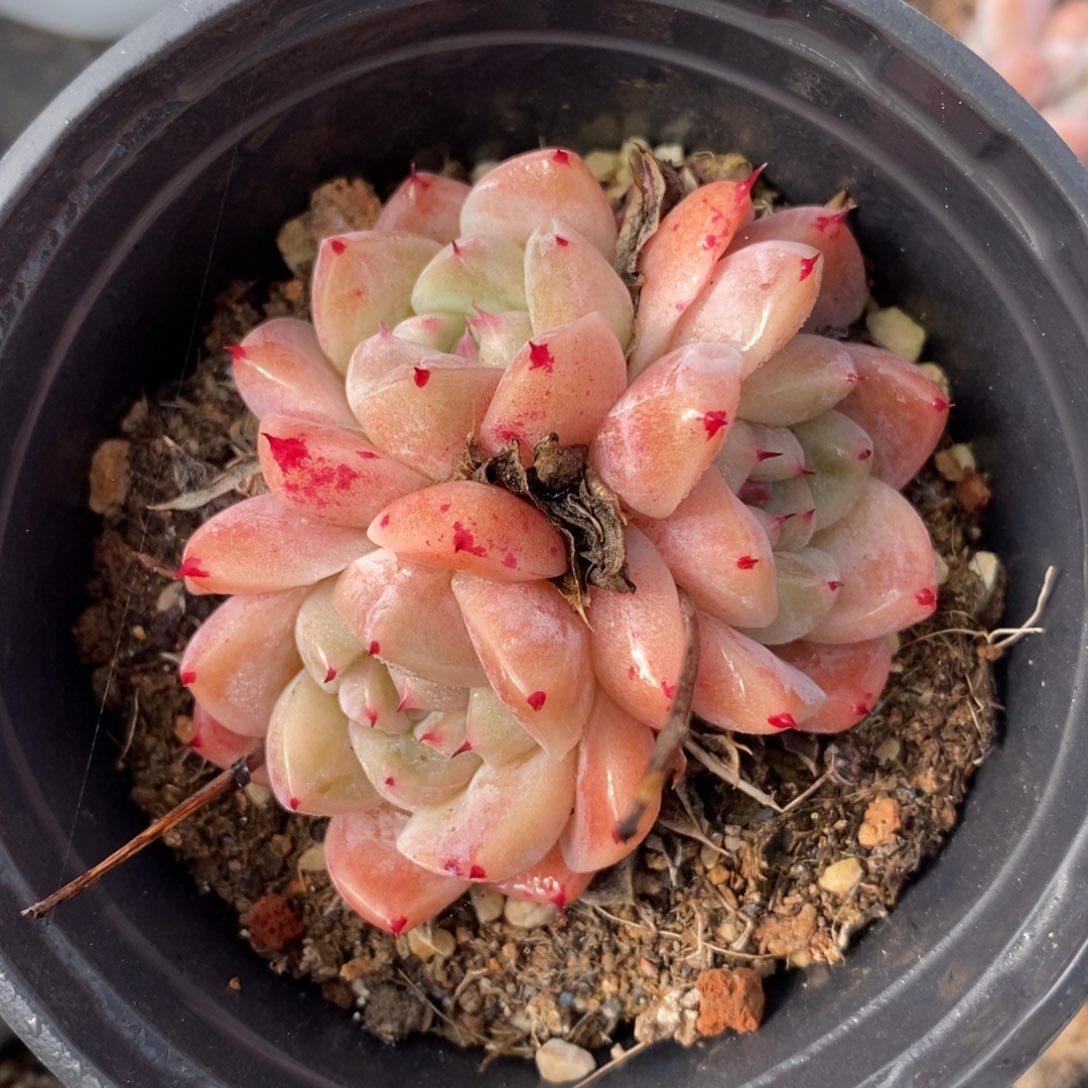 自助下单一物一拍，下滑链接多种品种多肉