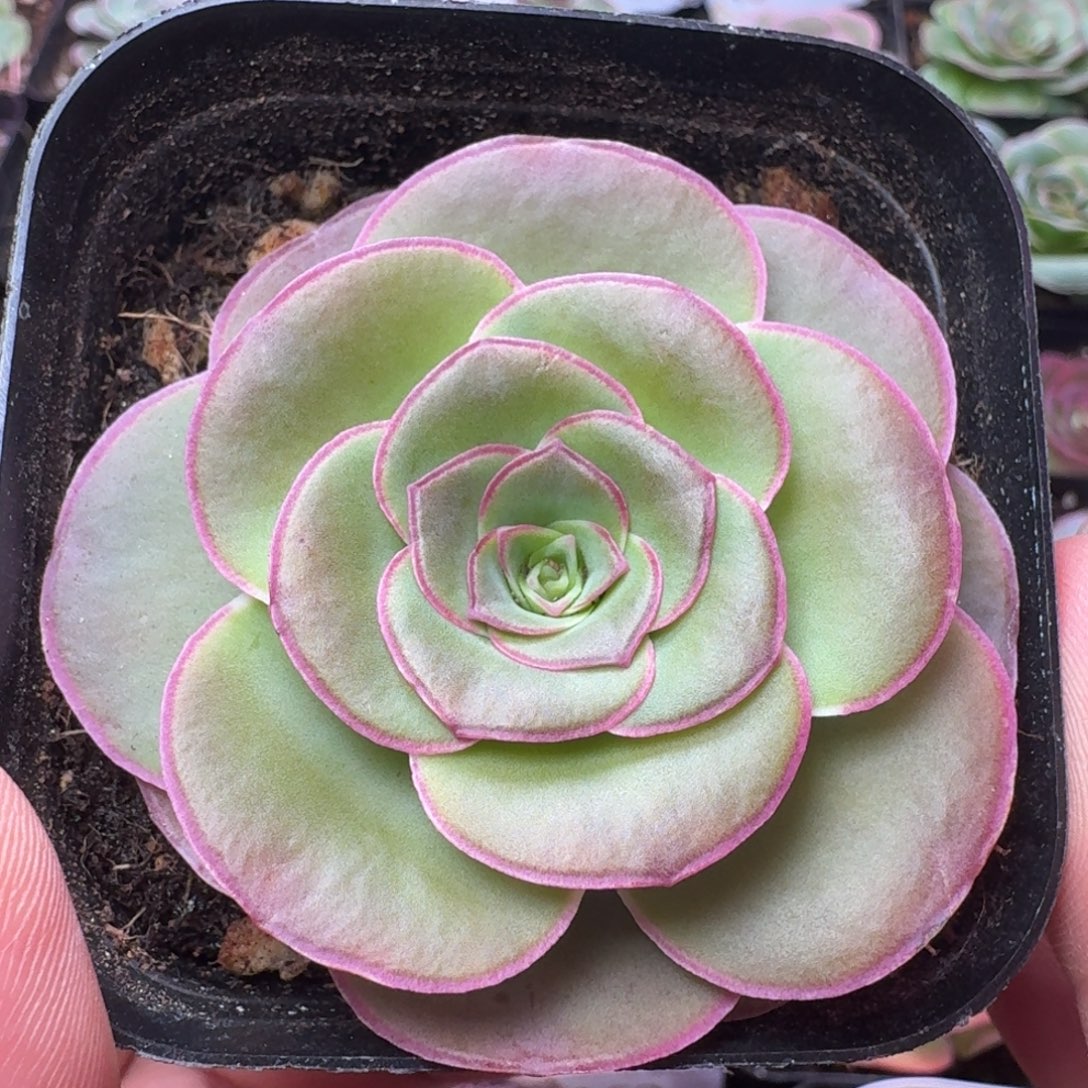 楹楹-166-冠幅 4Cm