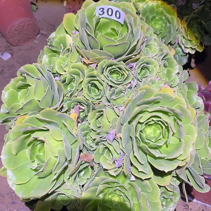 林*多肉植物断枝不包300绿杨蓉