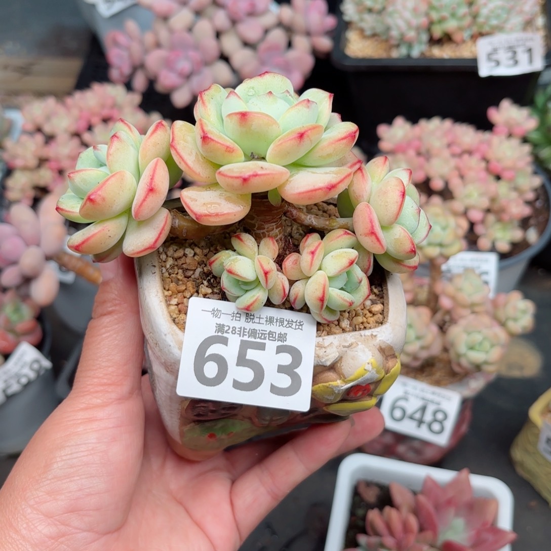 香草多肉无盆土发货