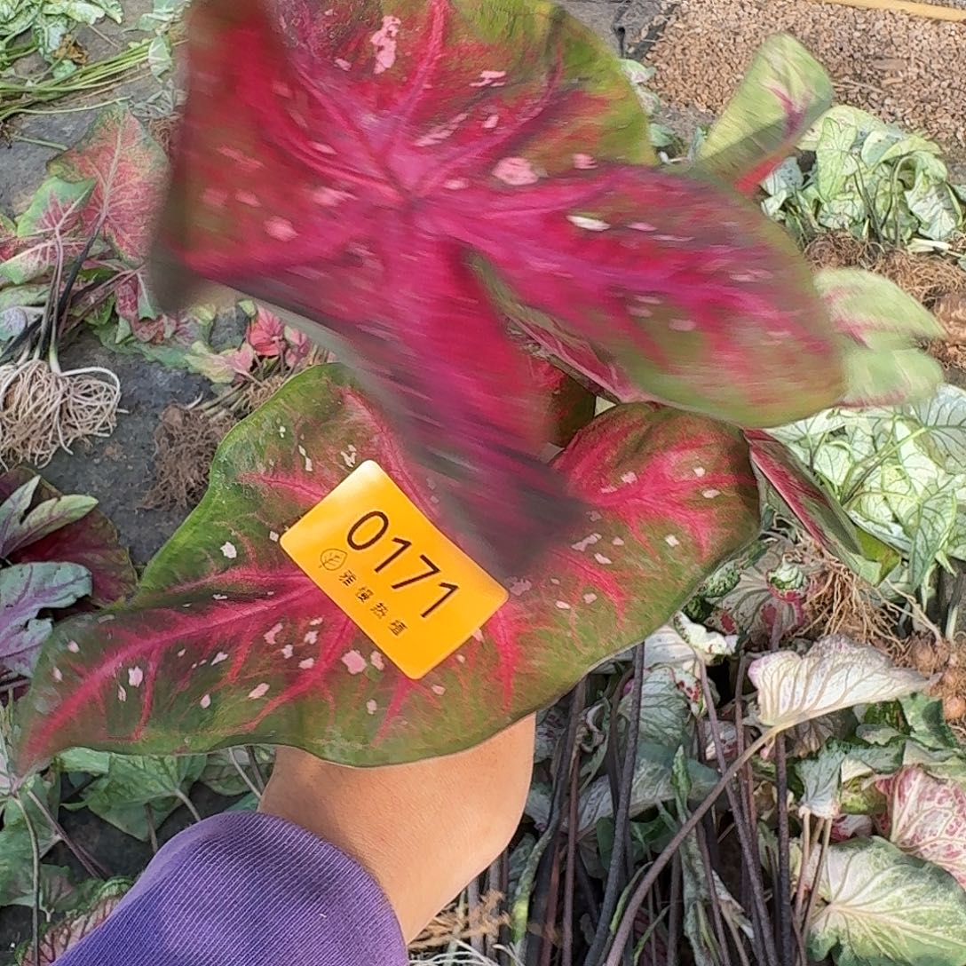 完全开放0171红色闪光裸球不售后