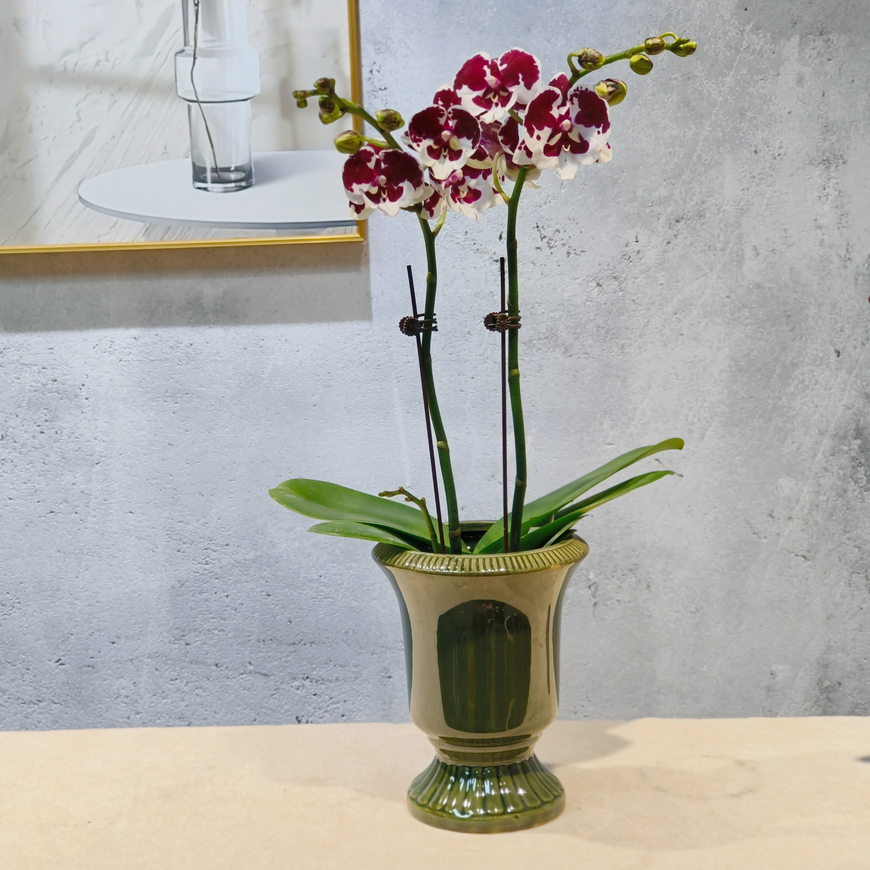 情愫樱花才子一千零一夜玲珑蝴蝶兰盆栽带花带花苞适合客厅阳台