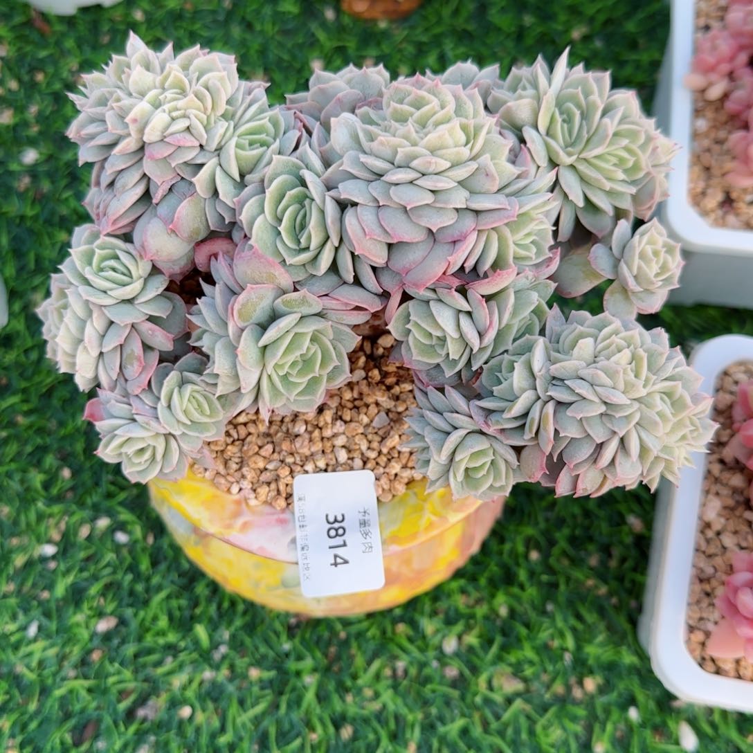 昂缀，3814多肉植物