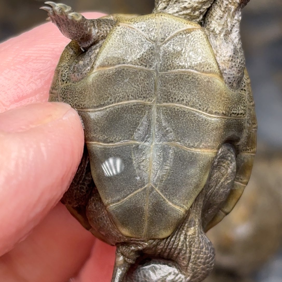 不分公母宠物龟全品钻纹