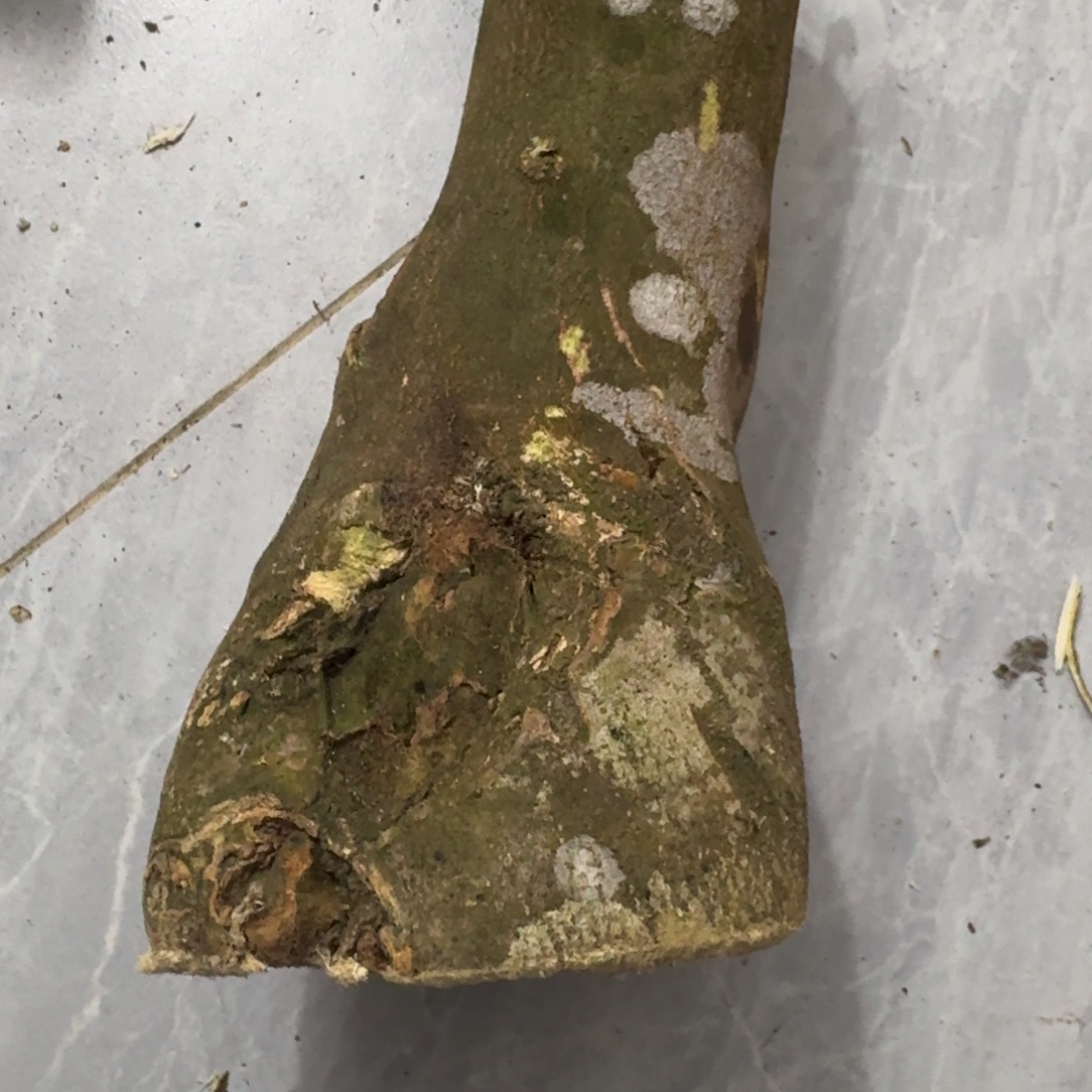 撇***生沉香碎屑沉香绿绮楠沉香虎斑