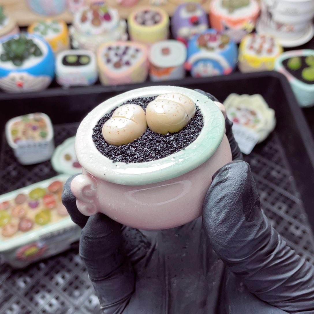 w5153--带盆土发货，零下地区拍保温箱