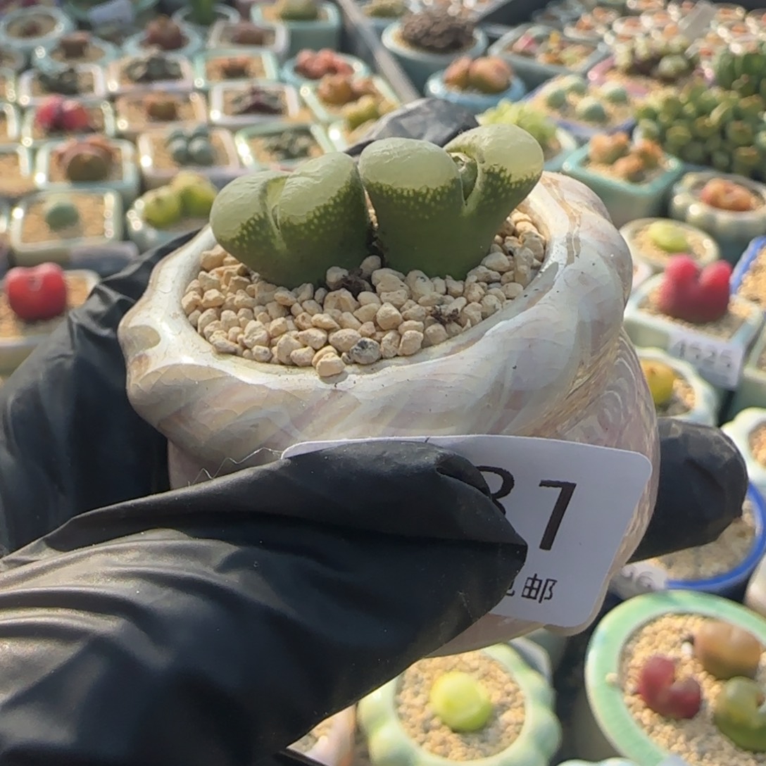 4581--一物一拍 带盆