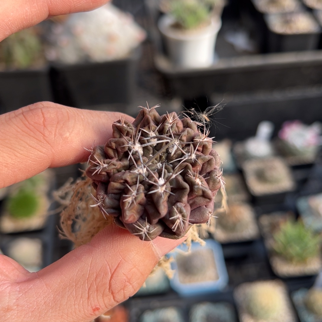 B***～实生雷头 脱土发货  