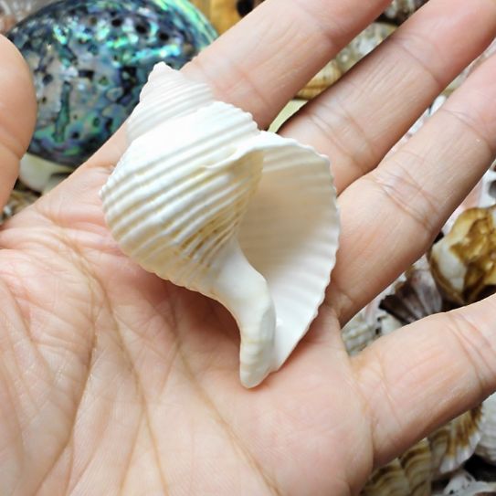石材天然海螺贝壳寄居蟹替换壳