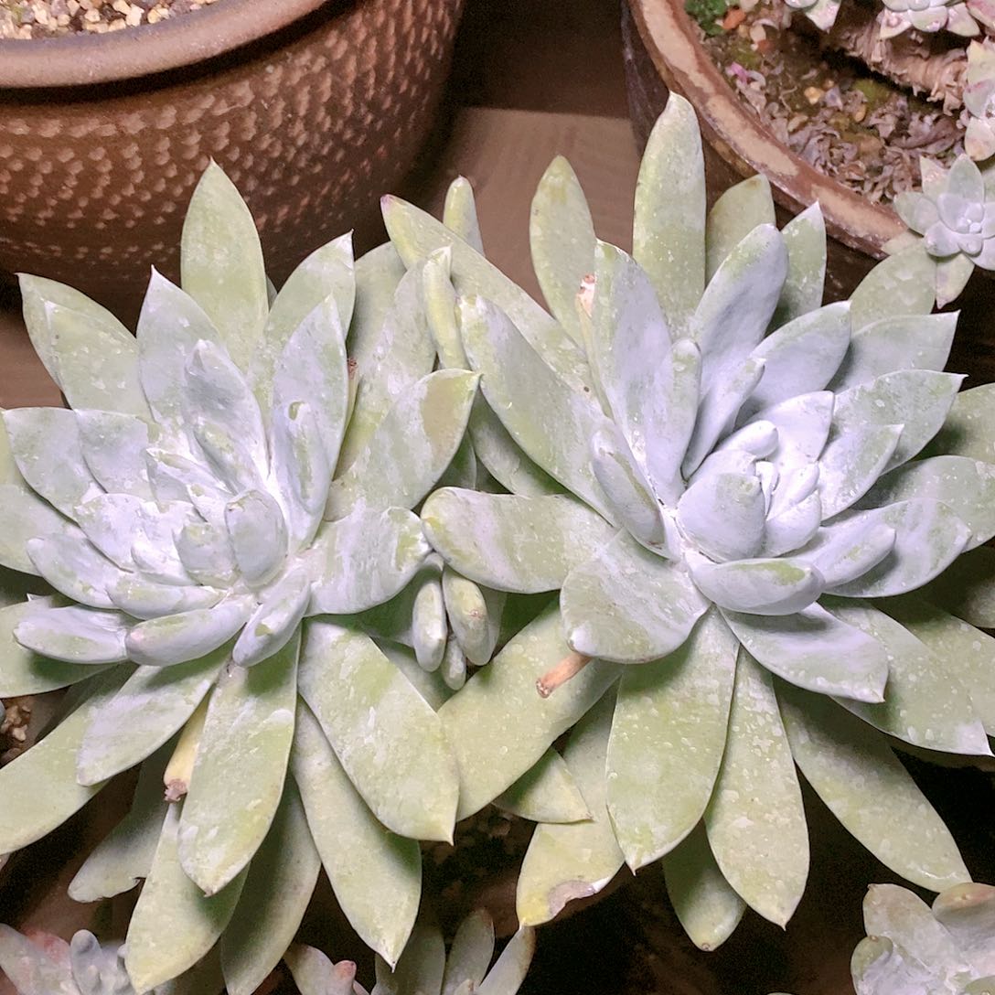 【闪购商品】妖*哈哈哈哈赛丽娜多肉1407